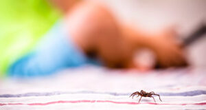 Piqûre d’araignée : photo, cloque, comment savoir ?
