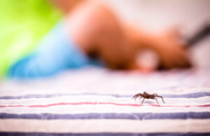 Piqûre d’araignée : photo, cloque, comment savoir ?