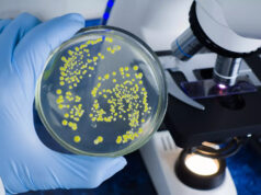 Des chercheurs préviennent : cette bactérie provoque des infarctus mortels, des millions de personnes concernées