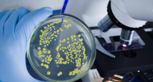 Des chercheurs préviennent : cette bactérie provoque des infarctus mortels, des millions de personnes concernées