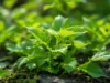 Découverte d’une plante ancienne qui révolutionne la lutte contre la chute des cheveux