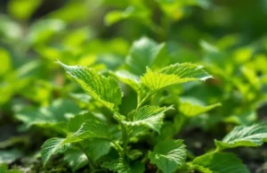 Découverte d’une plante ancienne qui révolutionne la lutte contre la chute des cheveux