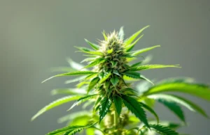 Cannabis thérapeutique : aucun bénéfice prouvé contre certains troubles mentaux