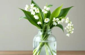 Attention au danger invisible de l’eau de muguet dans vos vases