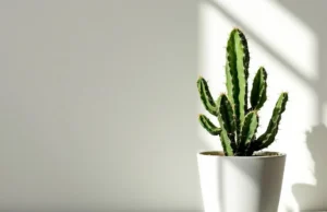 Ce cactus miracle qui réduit la faim et vous aide à maigrir