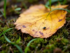 Attention aux tiques : le risque de maladie de Lyme revient avec le printemps
