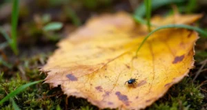 Attention aux tiques : le risque de maladie de Lyme revient avec le printemps