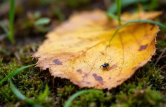 Attention aux tiques : le risque de maladie de Lyme revient avec le printemps
