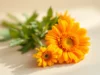 Calendula : la solution naturelle pour soulager la peau sèche facilement