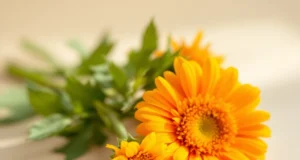 Calendula : la solution naturelle pour soulager la peau sèche facilement