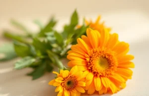 Calendula : la solution naturelle pour soulager la peau sèche facilement