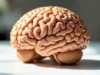 Découverte choc : un cerveau dépressif est 73 % plus etendu que la normale