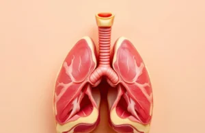 Le thymus peut-il se régénérer après 50 ans Les révélations choc