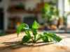 Un plantain vert par jour pour prévenir le cancer colorectal