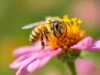 Allergie à la piqûre de guêpe : Comment savoir si vous êtes en danger