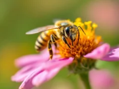 Allergie à la piqûre de guêpe : Comment savoir si vous êtes en danger