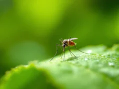 Chikungunya : Premier cas local en France, une menace qui grandit
