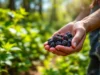 Cueillir des fruits sauvages : attention aux dangers méconnus
