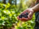 Cueillir des fruits sauvages : attention aux dangers méconnus
