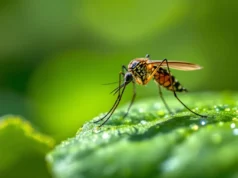 Virus du Nil occidental : premier cas autochtone en France en 2026