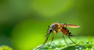 Virus du Nil occidental : premier cas autochtone en France en 2026
