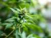 Cannabis médical : les associations en colère réclament sa mise en œuvre urgente