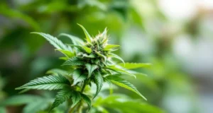 Cannabis médical : les associations en colère réclament sa mise en œuvre urgente