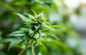 Cannabis médical : les associations en colère réclament sa mise en œuvre urgente