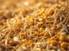 Révolution verte : des déchets agricoles transformés en ingrédients santé
