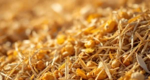 Révolution verte : des déchets agricoles transformés en ingrédients santé
