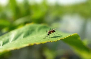 Trois cas de virus du Nil en Loire-Atlantique : danger imminent